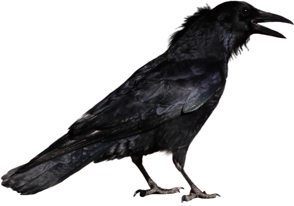 Crows Are Members Of A Widely Distributed Genus Of - Crow Png (1024x768), Png Download