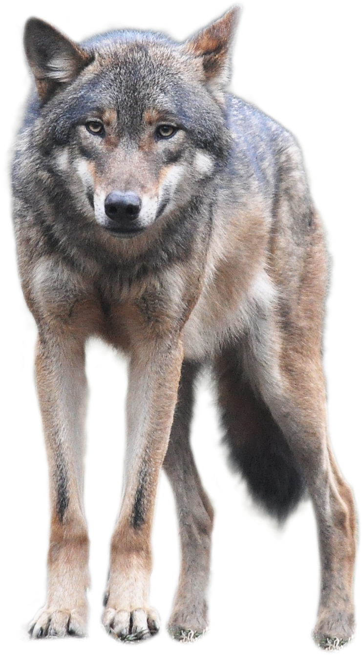 Banner Black And White Stock Png Image Free Picture - Wolf Png (852x937), Png Download