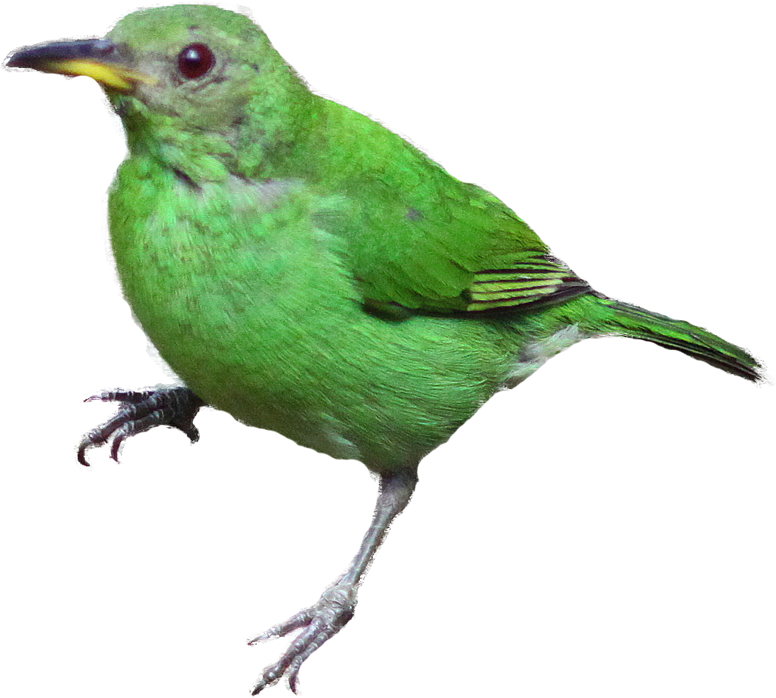 Realistic Clipart Realistic Bird - Vogels Afbeeldingen (1123x1026), Png Download