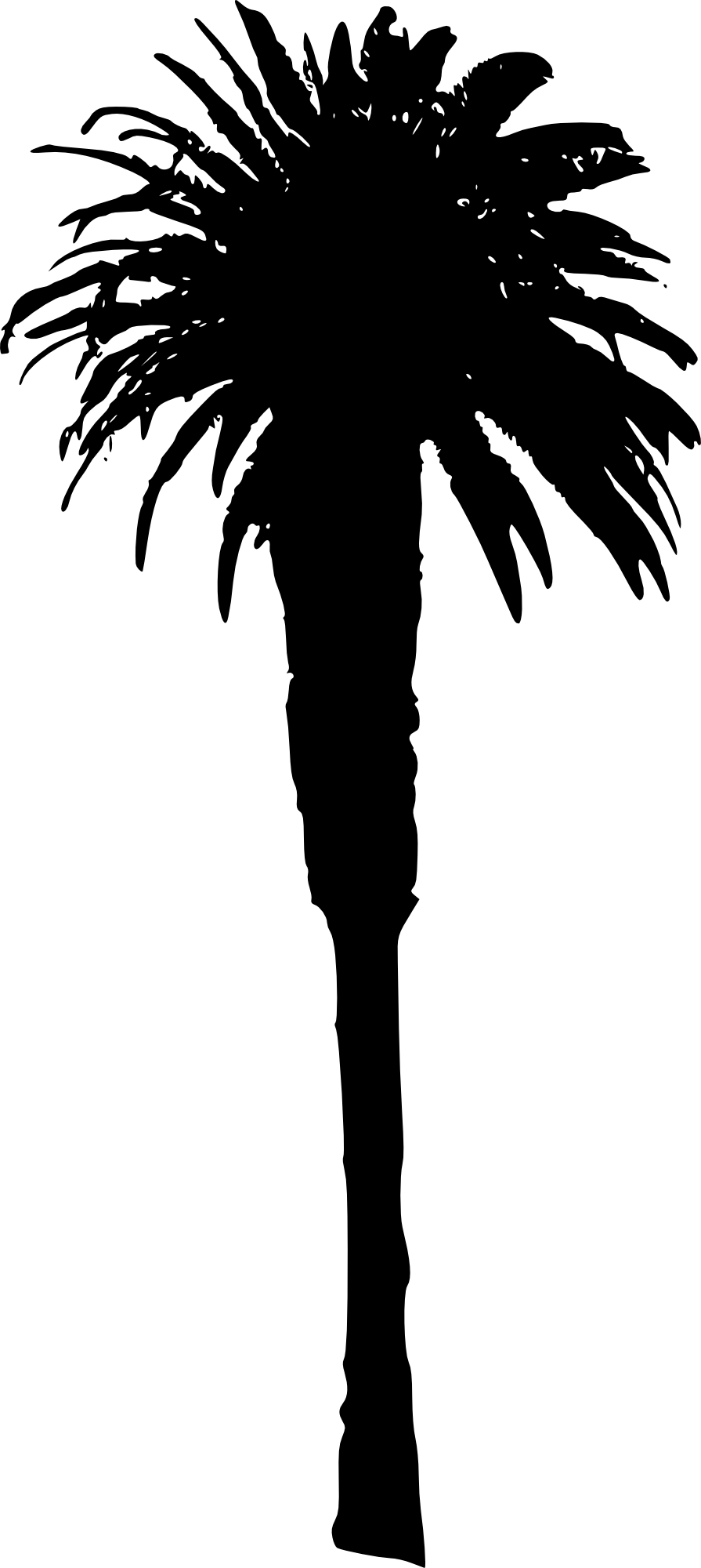 Free Png Palm Tree Png Images Transparent - Portable Network Graphics (480x1073), Png Download