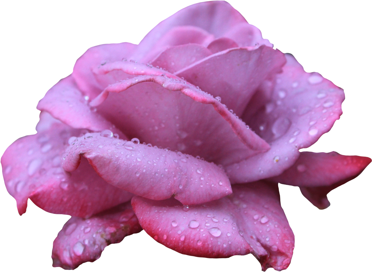 Image - Purple Pink Rose Png (1280x929), Png Download