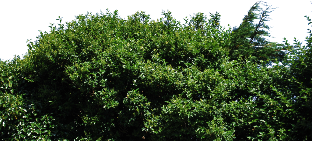 By Aledjonesdigitalart On Deviantart - Stock.xchng (1024x685), Png Download