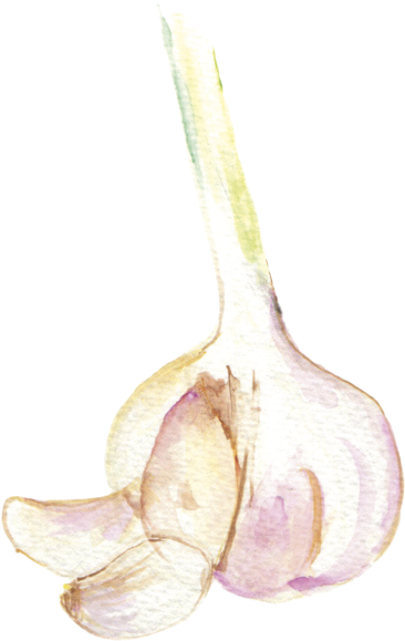 File - 大蒜garlic - Watercolor Garlic Png (379x599), Png Download