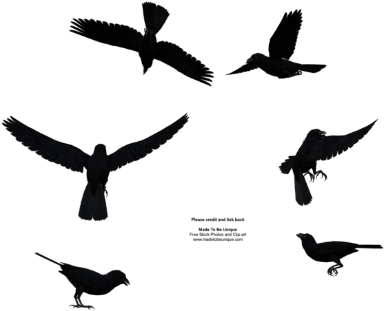Raven Bird Png File - Bird Flying From Above (600x480), Png Download