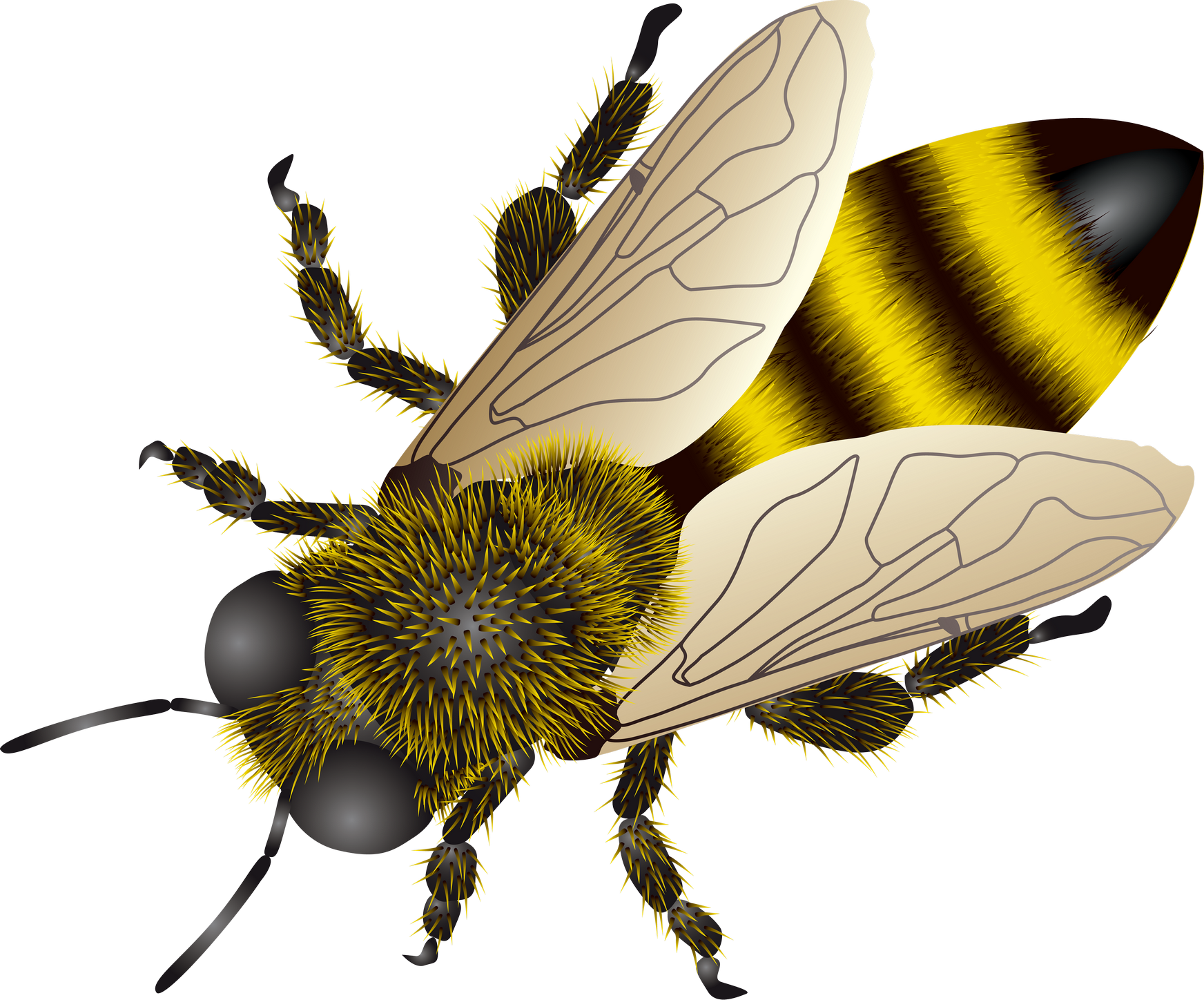 Bee Png (1744x1448), Png Download