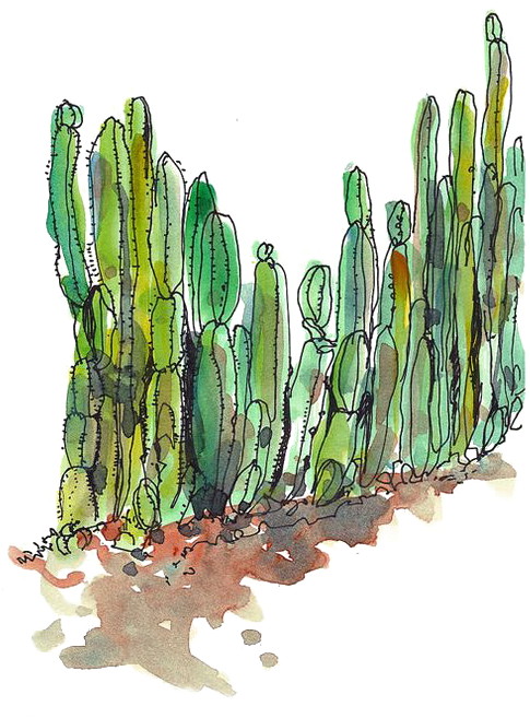 Cactaceae Desert Succulent Plant Cactus Fence - Cactus (564x705), Png Download
