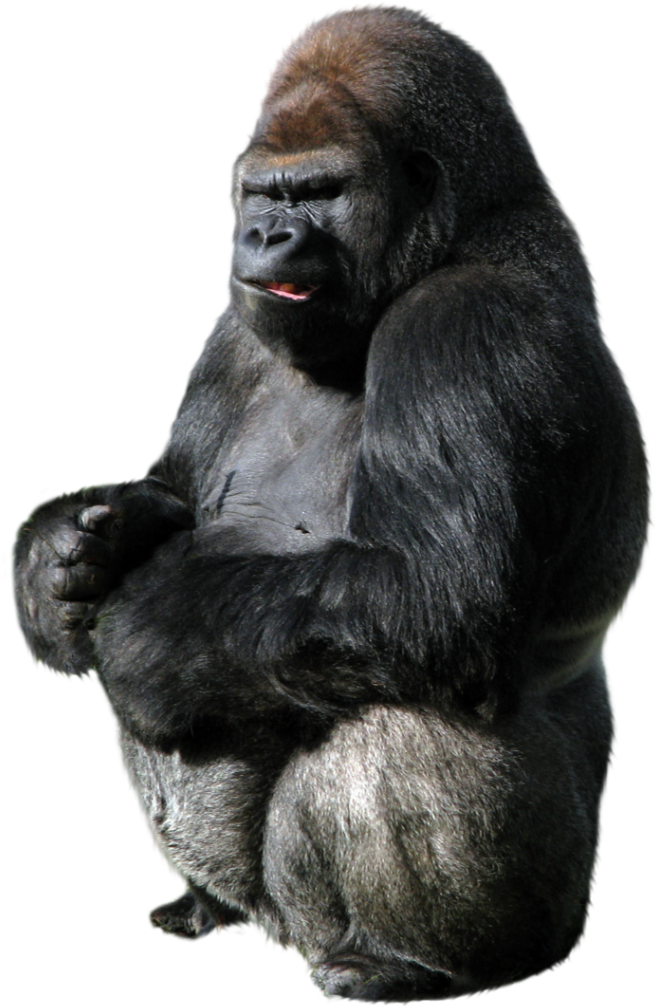 Gorilla Png Vectors - Gorilla Png (702x1024), Png Download