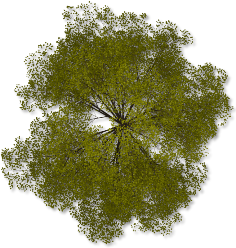 Pics For > Png Trees Top - Trees In Plan Png (772x800), Png Download