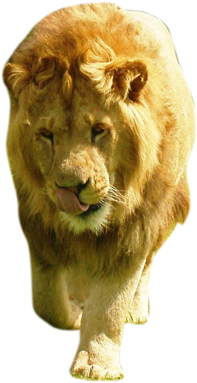 Image - Lion (900x1200), Png Download