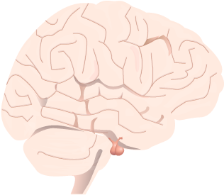 201405 Pituitary Gland In Brain - Pituitary Disease (400x400), Png Download