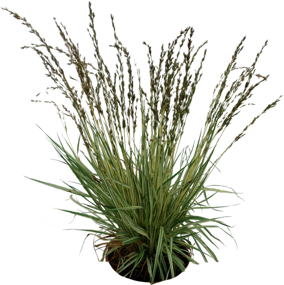 Favourites By Paulocesarsouza On - Grass Plant Png (600x600), Png Download