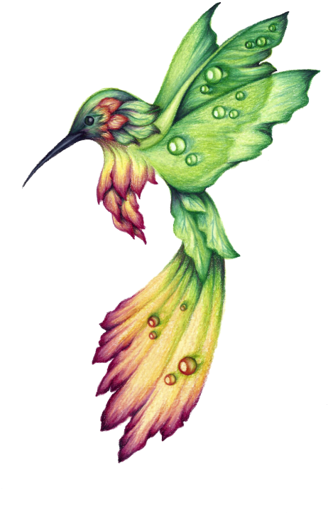 Hummingbird Drawings Google Search - Colibri Dibujo A Lapiz (484x750), Png Download