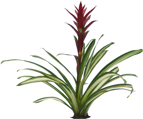 Plants Png Transparent - Long Plants Png (583x500), Png Download
