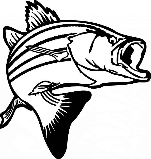 Salmon Fish Clip Art Bass Fish Pictures Clip - Bass Clipart Black And White (640x673), Png Download