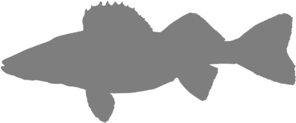 Download Favorite Fish - Walleye Fish Silhouette PNG Image with No  Background 