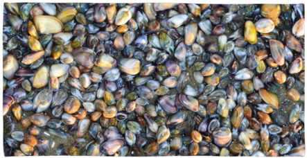 Soft Shells Printed Beach Towel (500x500), Png Download