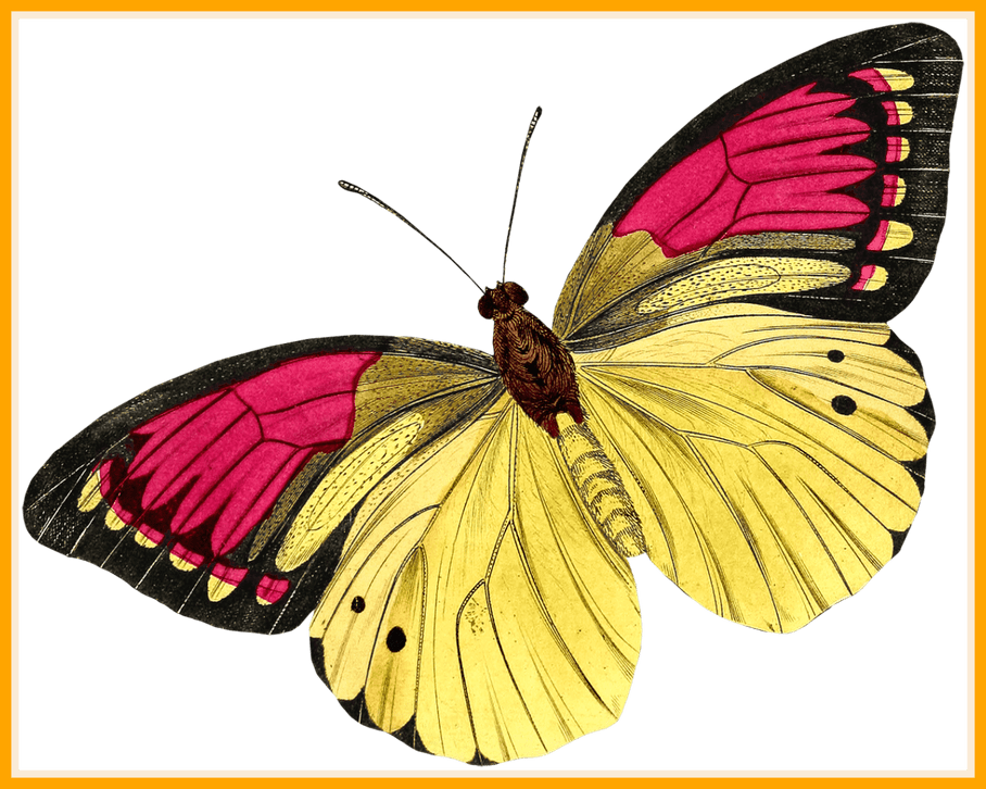 Papillon Drawing Watercolor - Buyenlarge 'european Butterflies And Moths' By James (908x726), Png Download
