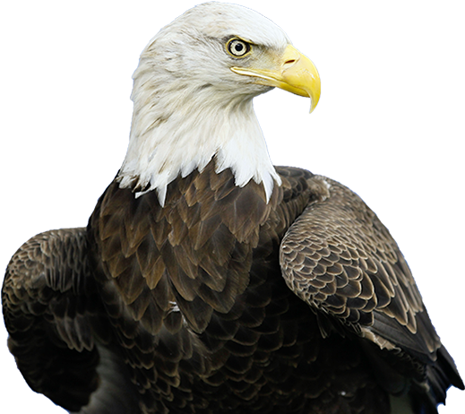 Golden Eagle Png - Bald Eagle (519x462), Png Download