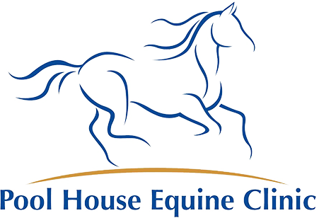 Equine Herpesvirus 1 (451x308), Png Download
