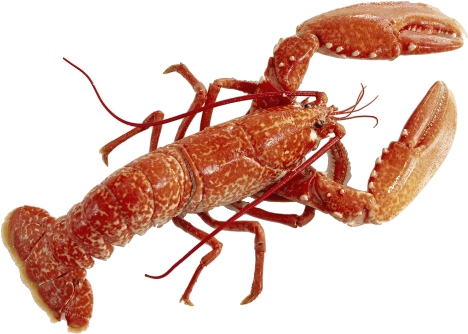 Lobster Watercolor Png Clipart Library - Lobster Png (1024x652), Png Download
