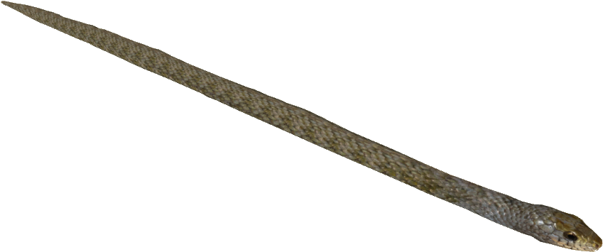 Mair's Keelback - Asp Expandable Baton (848x848), Png Download