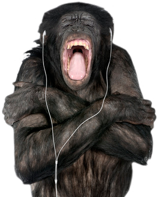 Monkey - Hd Real Monkey Png (316x394), Png Download