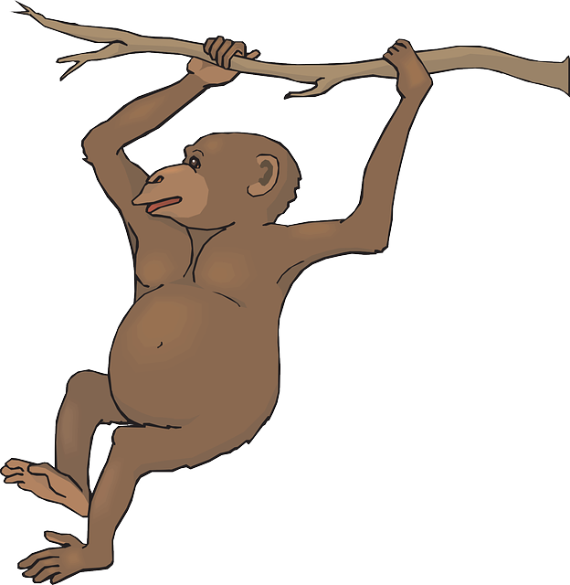 Free To Use Public Domain Monkey Clip Art - Female Chimpanzee Clipart (624x640), Png Download