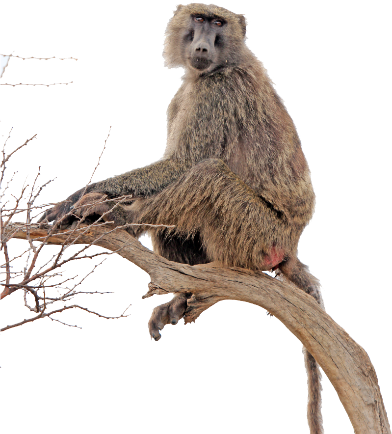 Similar Png - - Yellow Baboons Png (800x1200), Png Download