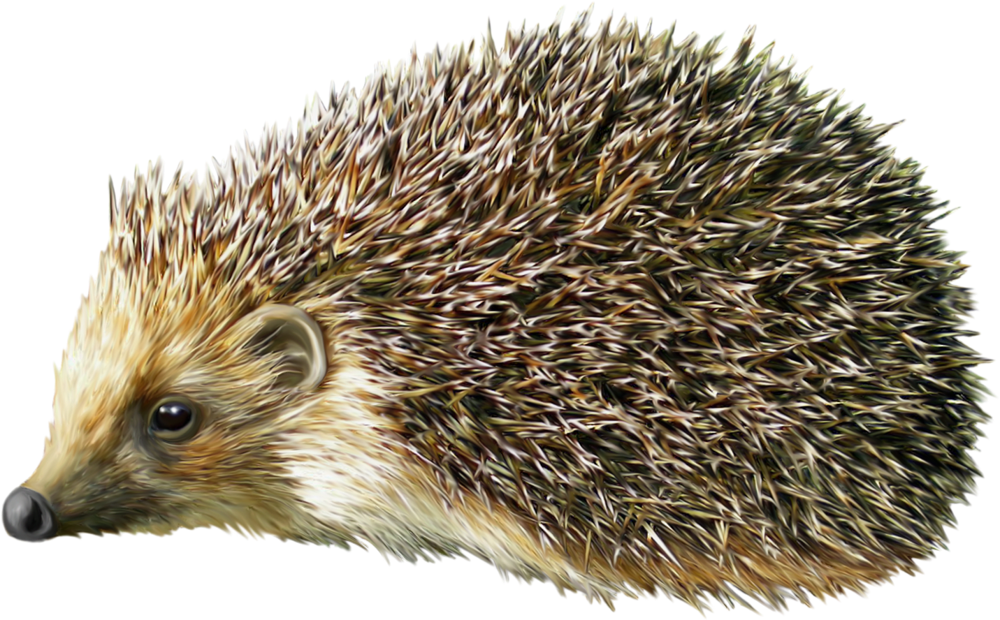Hedgehog Png Clipart - Hedgehog Png (1452x901), Png Download