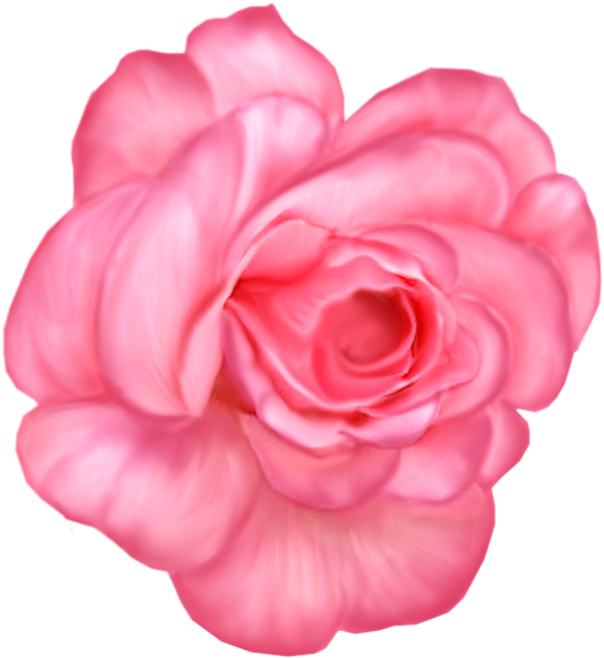 Lavender Rose Png (594x752), Png Download