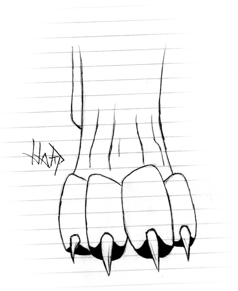 Wolf Paws Photo Drawing - Drawings Of Wolf Paws (808x988), Png Download