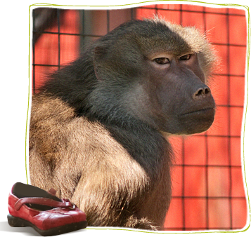 In Memoriam Chelsea, Hamadryas Baboon - Hamadryas Baboon (357x338), Png Download
