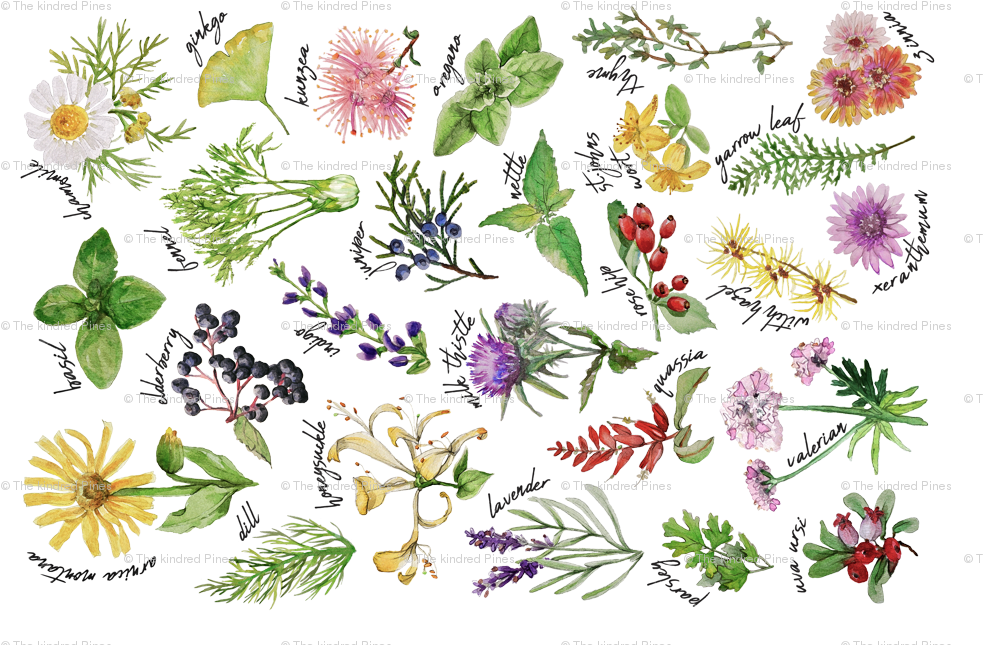 Plants And Herbs Alphabet Tea Towel Giftwrap - Honeysuckle (1012x674), Png Download