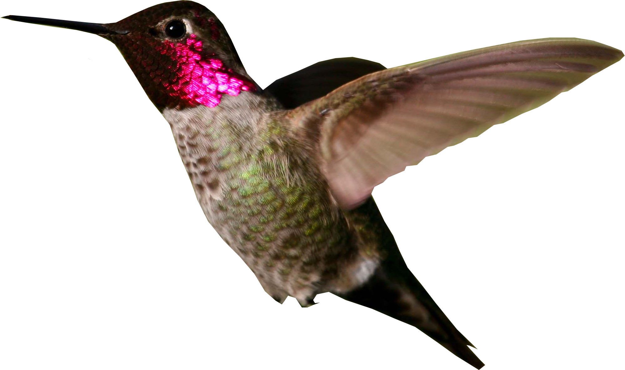 Hummingbird Png Photo - Hummingbird Png (1997x1184), Png Download