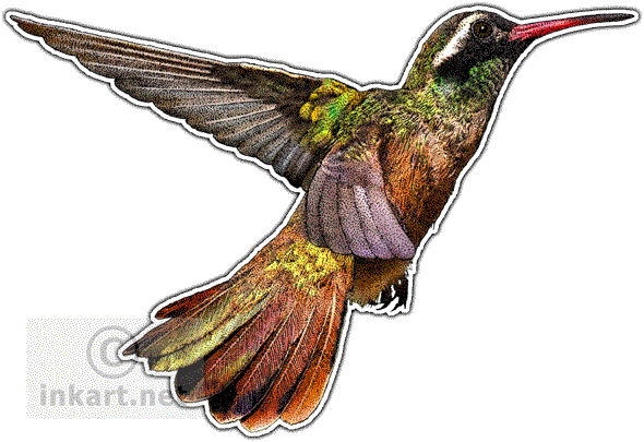 Graphic Transparent Hummingbird Clipart Xantus - Hummingbirds Of North America Mug (590x405), Png Download