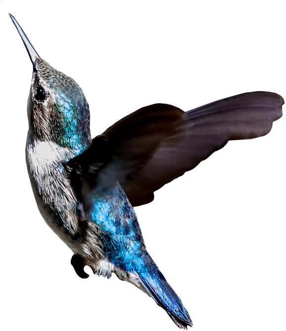 Cuba, Hummingbird, Zunzuncito, Colibri, Turquoise, - Colibri Png (722x720), Png Download