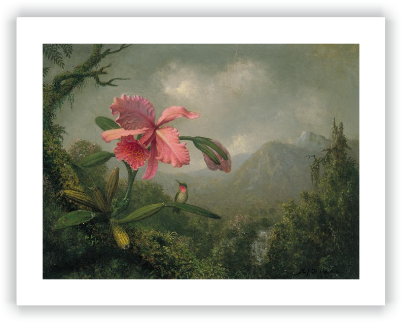 Orchid And Hummingbird Near A Mountain Waterfall - Martin Johnson Heade Paintings (800x640), Png Download