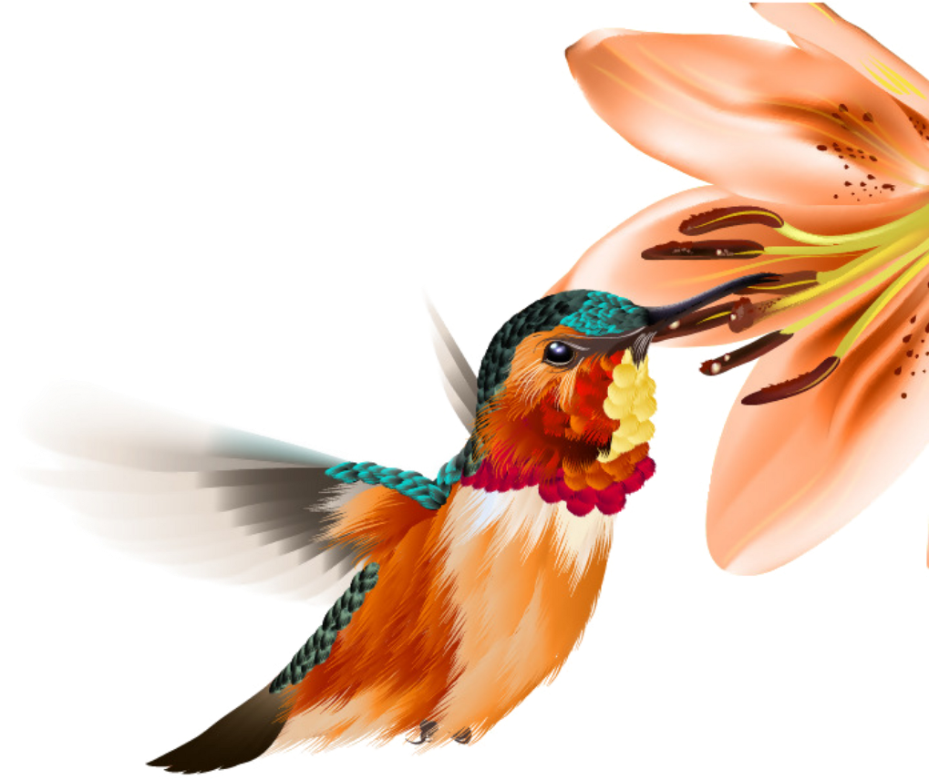 Ftestickers Watercolor Flower Hummingbird - Tqc+ 影像處理認證指南 Photoshop Cc (1024x1024), Png Download