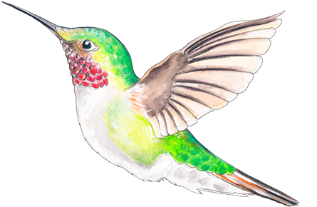 Ruby-throated Hummingbird (505x505), Png Download