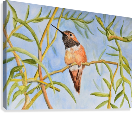 Sweet Hummingbird Canvas Print - Ruby-throated Hummingbird (429x370), Png Download