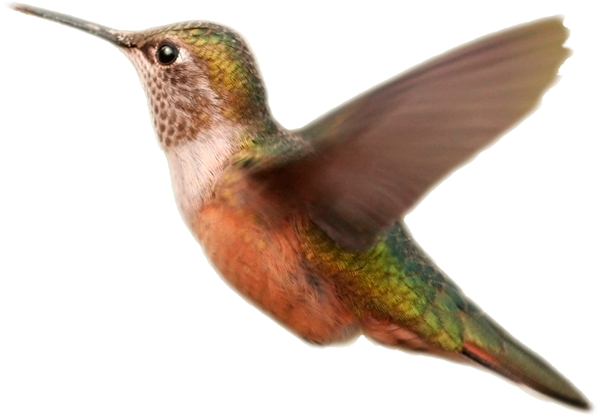 Download Bird Wings Png Vector Free Library - Hummingbird Orange Transparent  Background PNG Image with No Background 