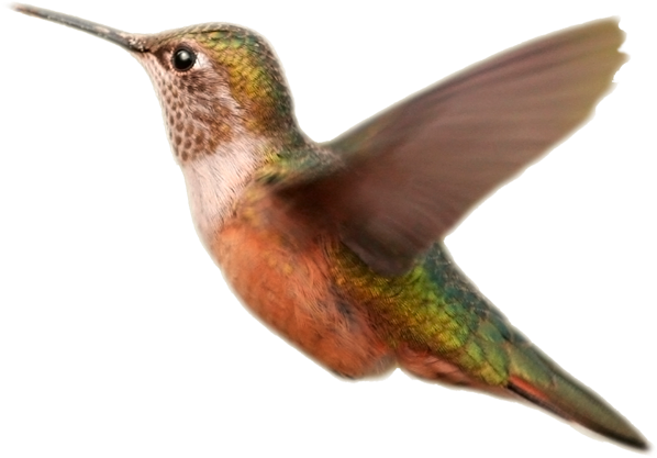 Bird Wings Png Vector Free Library - Hummingbird Orange Transparent Background (641x450), Png Download
