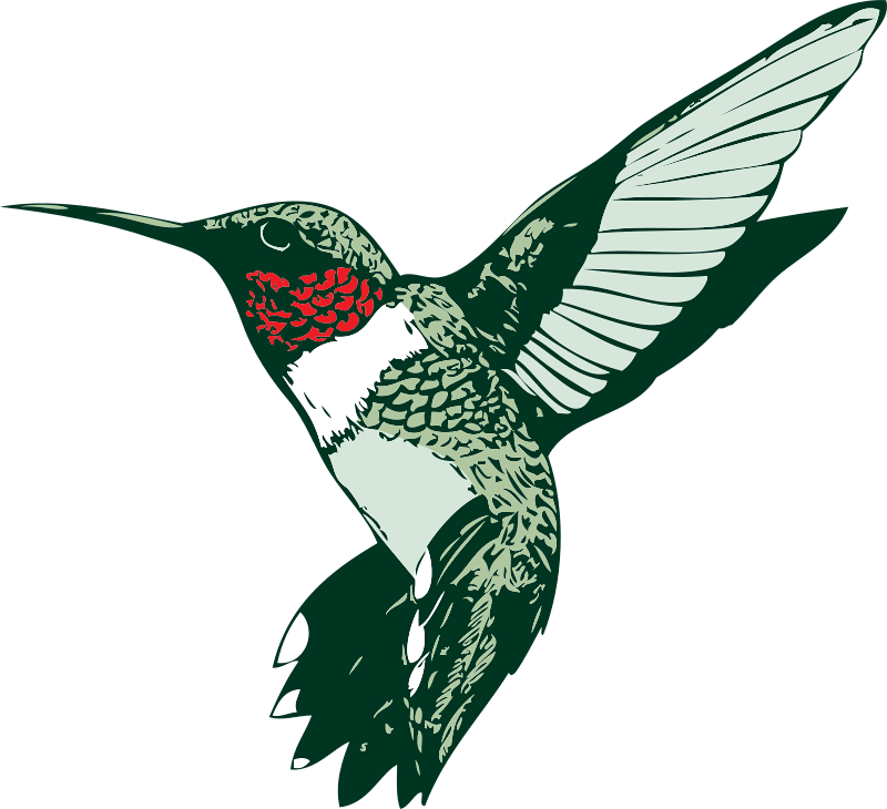 Clip Arts Related To - Ruby Throated Hummingbird Clipart (789x720), Png Download