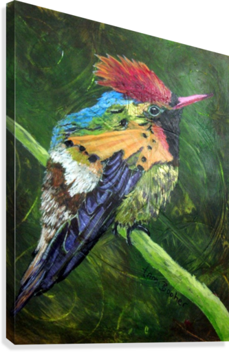 Tufted Coquette Hummingbird Canvas Print - Tufted Coquette (333x511), Png Download