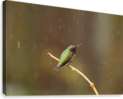 Rainy Day Hummingbird Canvas Print - Hummingbird (429x344), Png Download