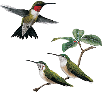 Immature Male Ruby Throated Hummingbird (350x350), Png Download