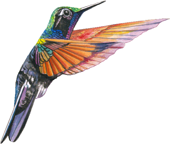 Aves - Hummingbird Free Download (800x617), Png Download
