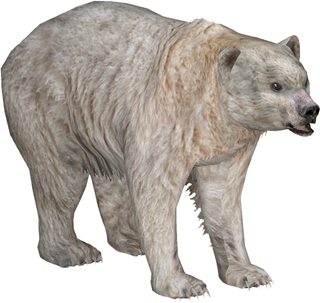 Download Spirit Bear - Wiki PNG Image with No Background - PNGkey.com