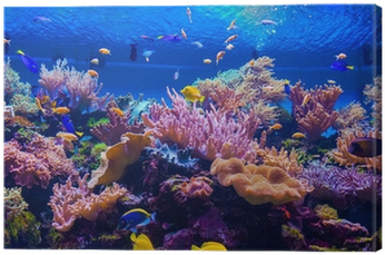 Tropical Fish On A Coral Reef Canvas Print • Pixers® - Coral Reef Panorama (400x400), Png Download