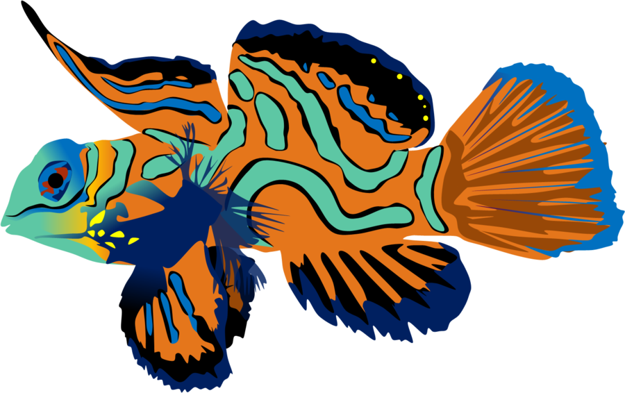 Mandarin Fish By Adamzt2 On Deviantart Clip Art Free - Ryba Kolorowa (900x566), Png Download